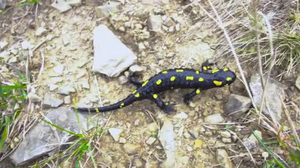 Salamandra en la naturaleza — Vídeo de stock