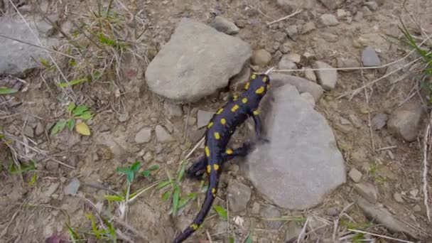 Саламандра в дикой природе — стоковое видео