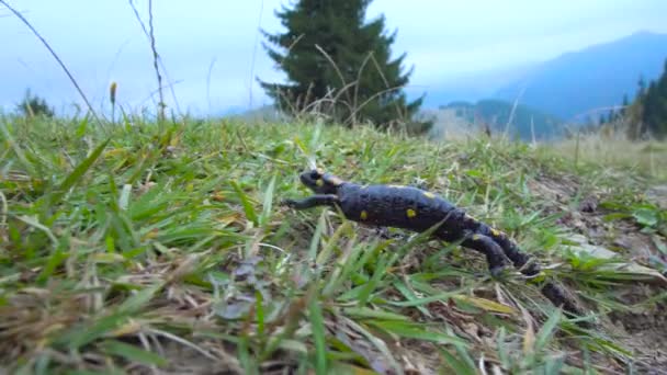 Salamandra en la naturaleza — Vídeo de stock