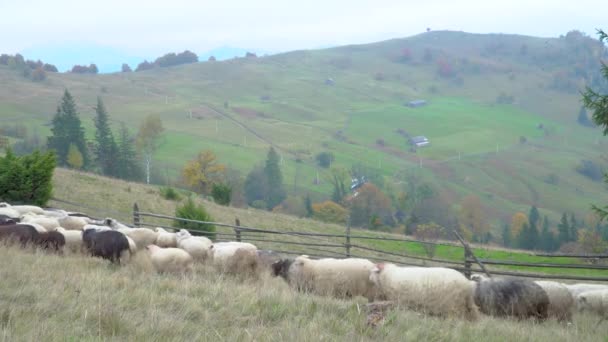 Manada de ovejas en Foggy Meadows . — Vídeos de Stock