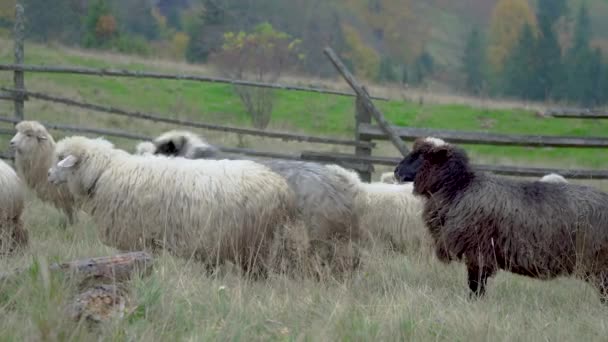 Стадо овец в туманных лугах . — стоковое видео