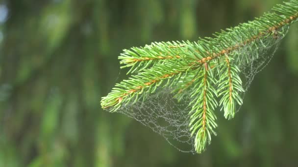 Větev borovice s pavučinami — Stock video
