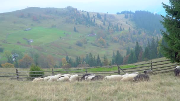 Troupeau de moutons dans Foggy Meadows .