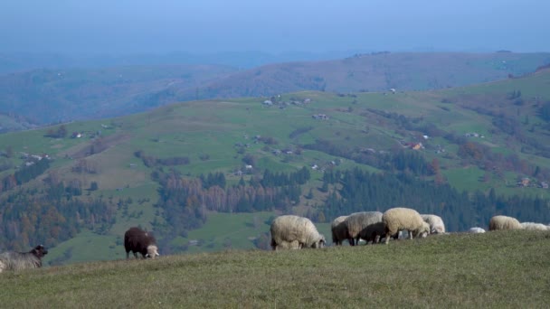 Rebanho de ovelhas em Foggy Meadows . — Vídeo de Stock