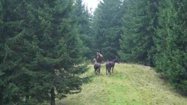 Paarden aan de rand van het bos — Stockvideo