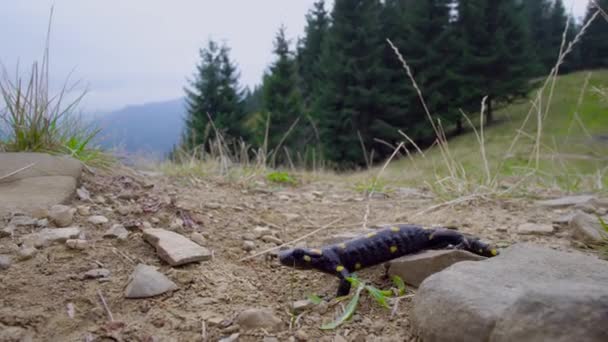 Salamandra en la naturaleza — Vídeo de stock