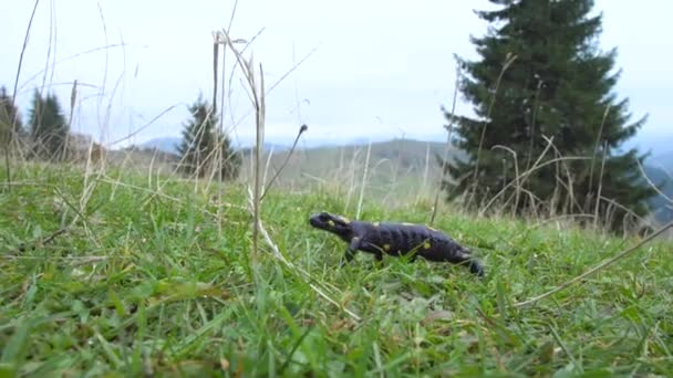 Salamandra en la naturaleza — Vídeo de stock