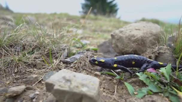 Salamandra en la naturaleza — Vídeo de stock