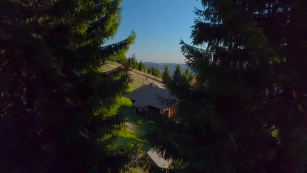 Drone vole entre les sapins dans les Carpates — Video