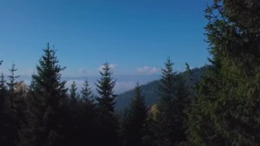 Sabah sisli ormanının üstündeki dağlarda uçuyor.