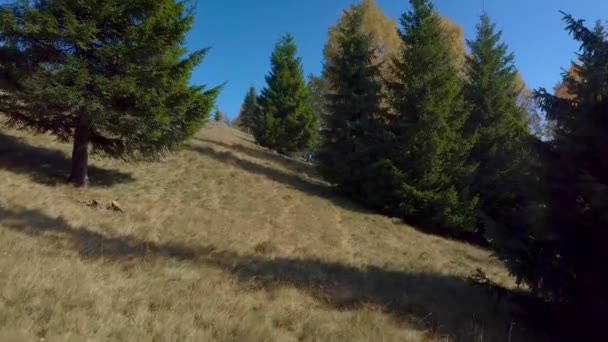 Volando entre los árboles en las montañas Cárpatos — Vídeos de Stock