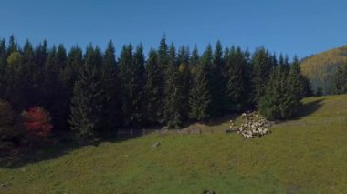 Uçan koyun ile mera üzerinde