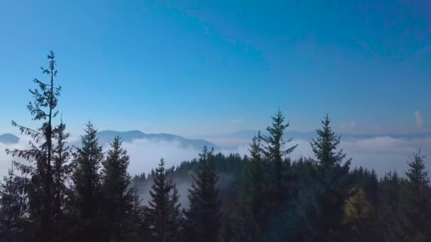 Flying over the forest and fog in a mountain valley — Stock Video