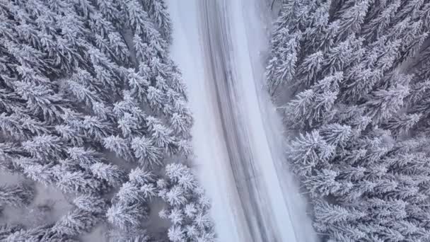 Aerial view of road in winter forest — Stock Video