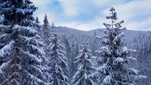 Vliegen in het bos van de winter — Stockvideo