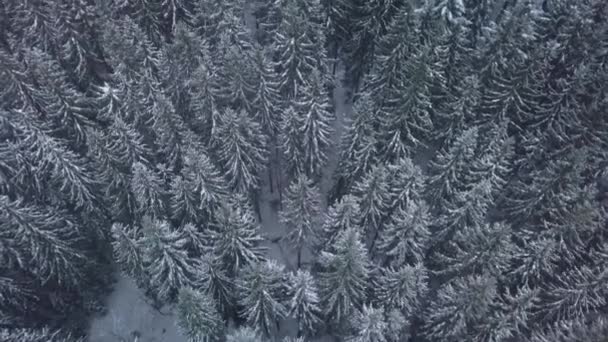 Luchtfoto uitzicht over winter forest — Stockvideo