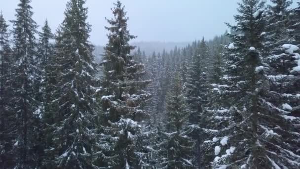 Volando por el bosque de invierno — Vídeo de stock