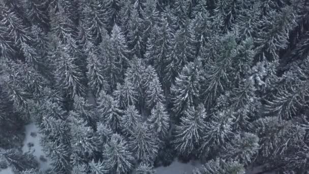 Luchtfoto uitzicht over winter forest — Stockvideo