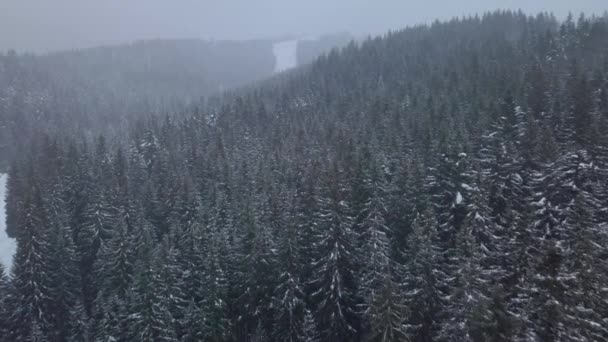 Aerial view over winter forest — Stock Video