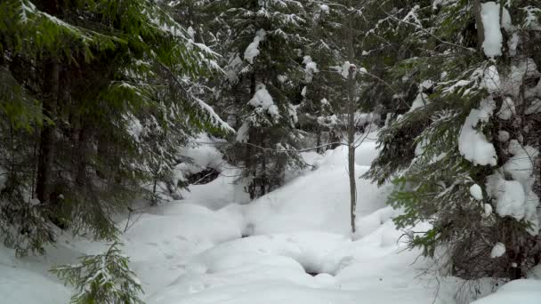 chutes de neige en forêt hivernale