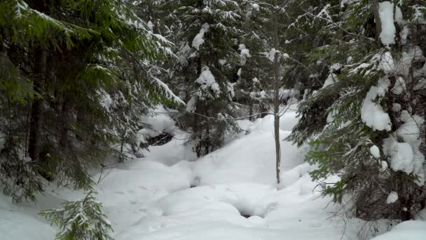 Snöfall i vinterskogen — Stockvideo