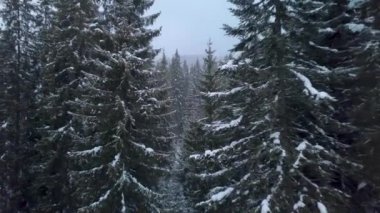 Kış Ormanında Uçmak