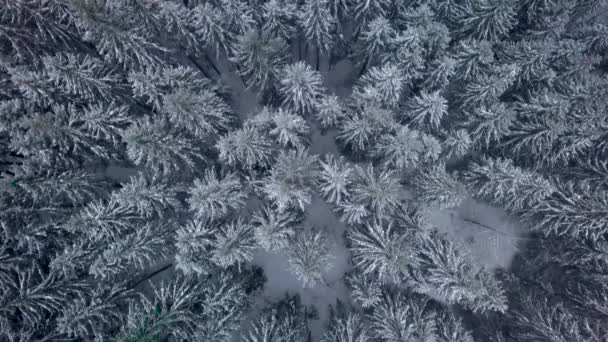 Luchtfoto uitzicht over winter forest — Stockvideo