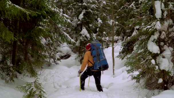 Backpacker wandern im Winterwald — Stockvideo