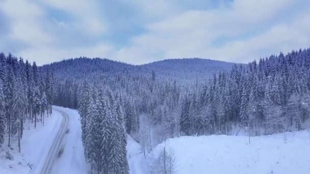 Aerial view over winter forest — Stock Video