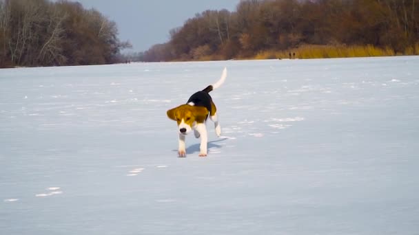 Щенок бежит по снегу — стоковое видео