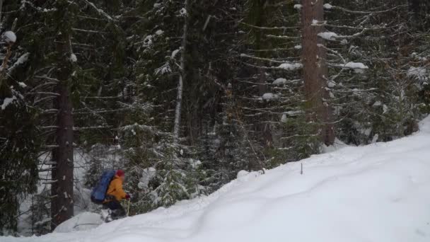 Backpacker vandring i vinter skog — Stockvideo