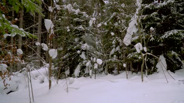 Hombre desvestido camina por el bosque de invierno — Vídeo de stock