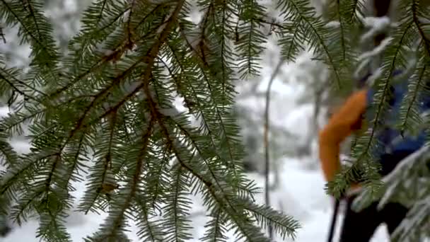 Vacker natur och vintern skog — Stockvideo