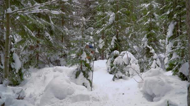 Backpacker wandelen in winter forest — Stockvideo