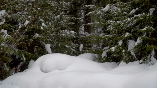Chutes de neige en forêt hivernale — Video