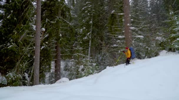 Backpacker vandring i vinter skog — Stockvideo