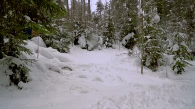 Çıplak adam kış Ormanda yürür