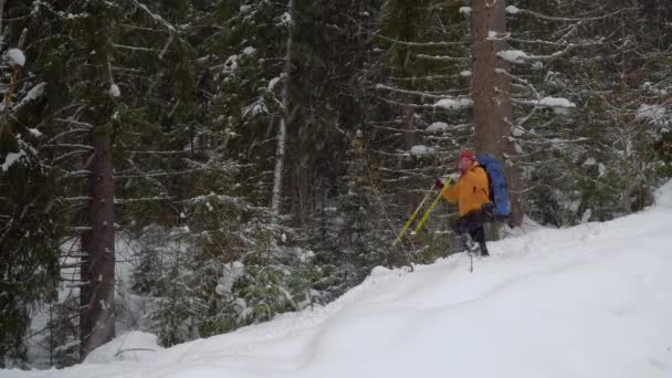 Backpacker hiking in winter forest — Stock Video