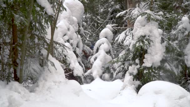 Backpacker wandelen in winter forest — Stockvideo