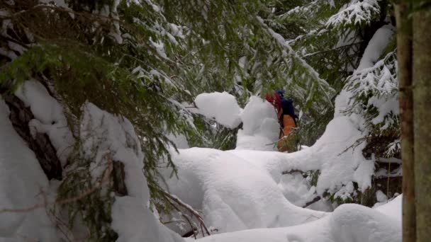 Senderismo de mochileros en el bosque de invierno — Vídeo de stock