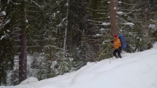 Backpacker vandring i vinter skog — Stockvideo