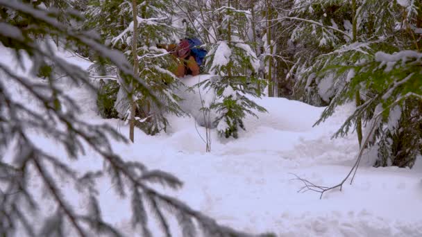 Backpacker wandern im Winterwald — Stockvideo