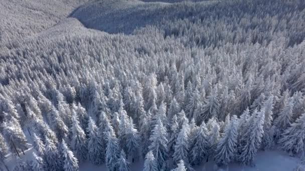 Kış orman üzerinde havadan görünümü — Stok video