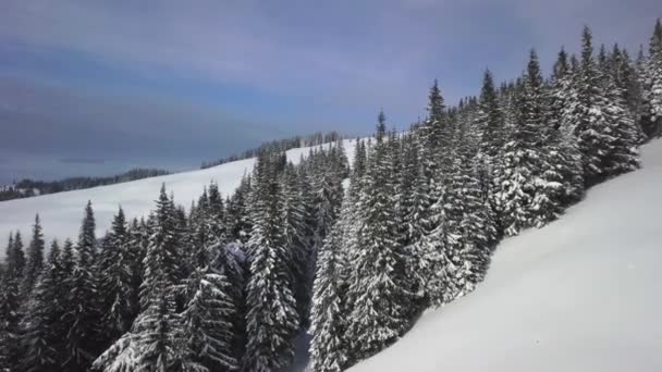 Kışın Orman ve Dağların Üzerinde Uçmak — Stok video
