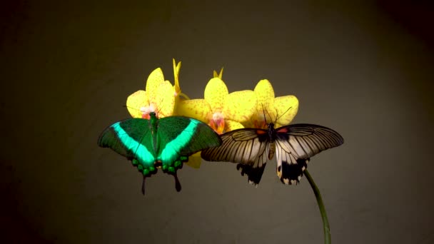 Borboletas em uma flor — Vídeo de Stock