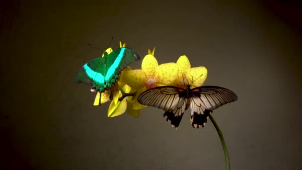 Duas borboletas tropicais em uma flor — Vídeo de Stock