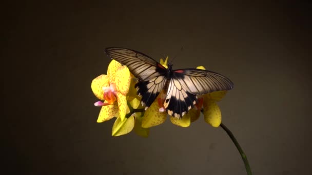 Motýl na květině — Stock video