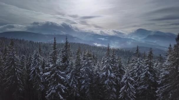 Летающие над лесом и горами зимой — стоковое видео