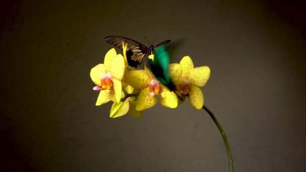 Duas borboletas tropicais em uma flor — Vídeo de Stock