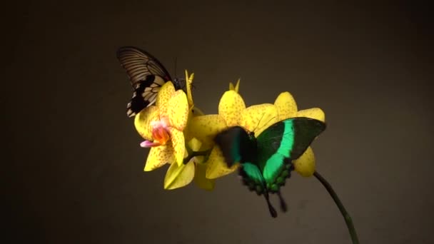 Borboletas em uma flor — Vídeo de Stock